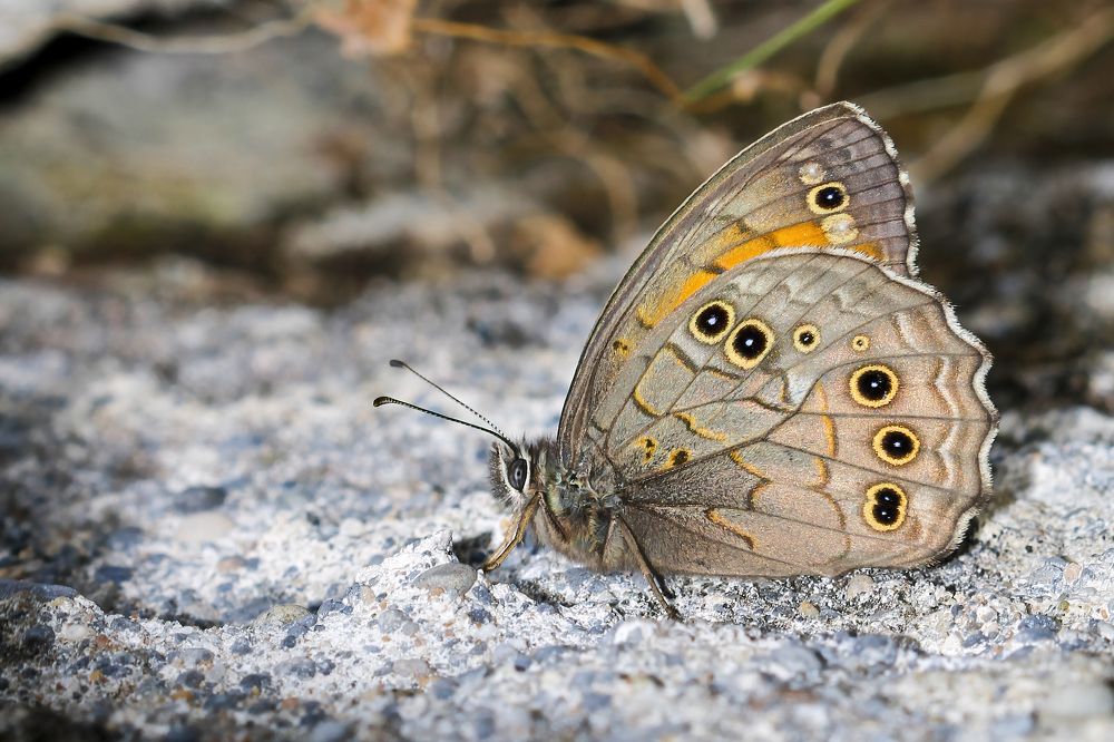 Фотография автора Cennet Gökbilen