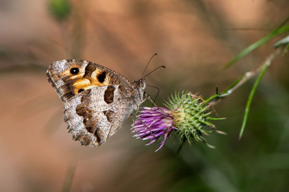 Фотография автора Cennet Gökbilen