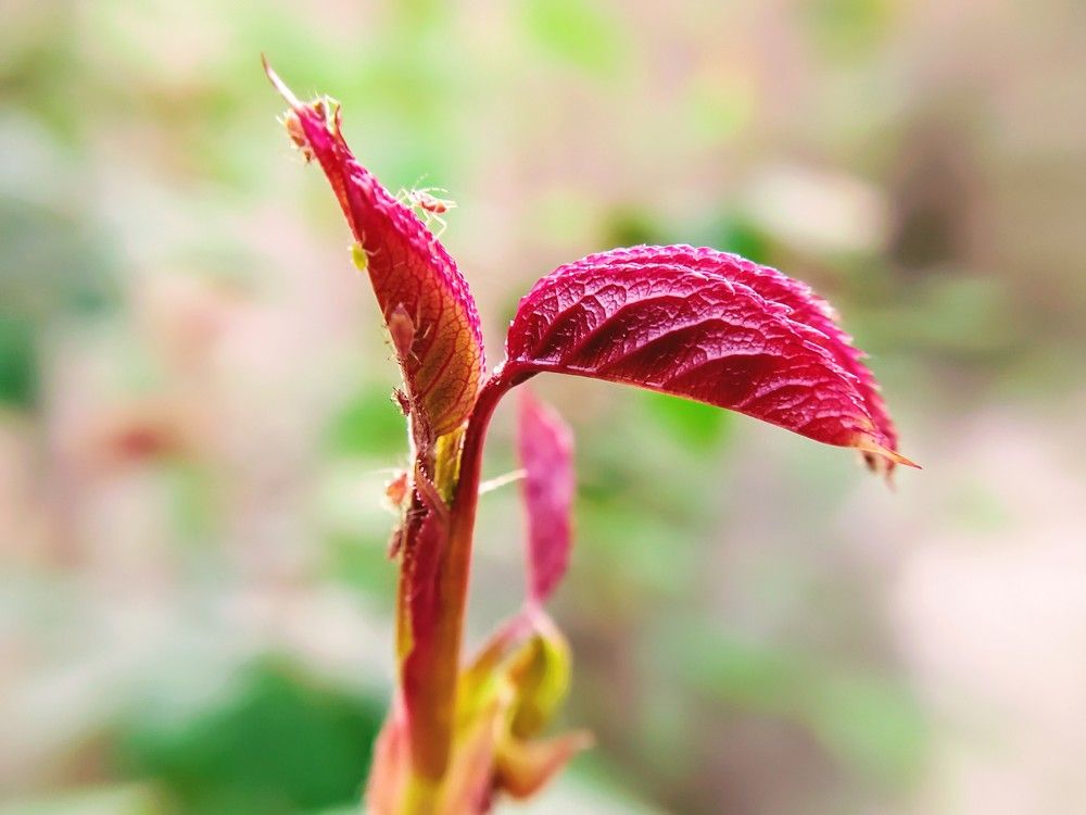 Фотография автора reza ahmadi