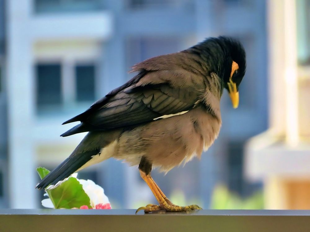 Bird on a window sill
