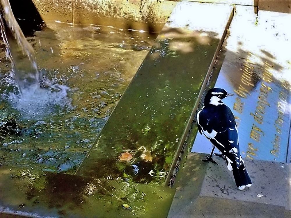 Bird and a fountain