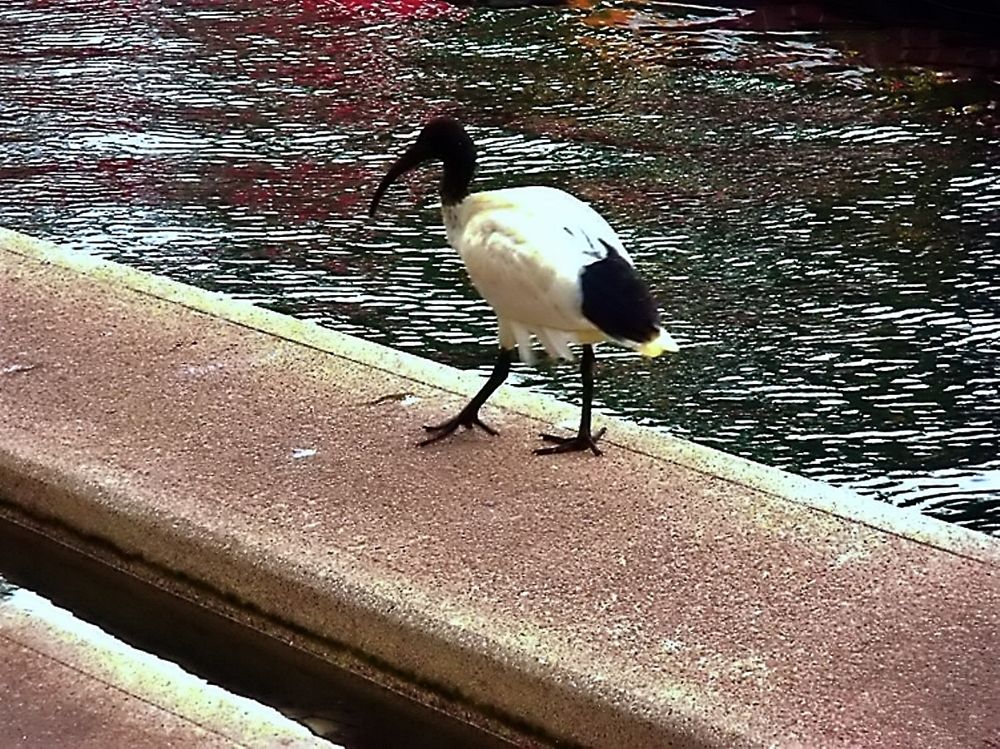 Ibis