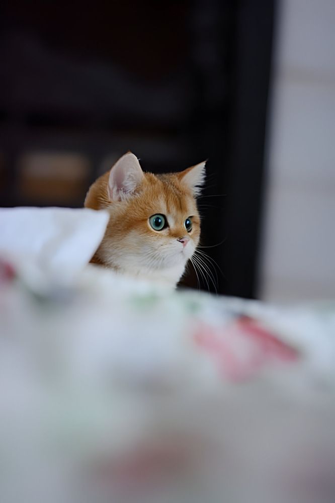 Photograph by Romanov Vyacheslav