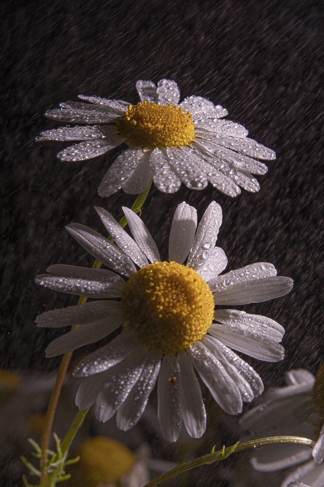 Photograph by Екатерина Бурикова