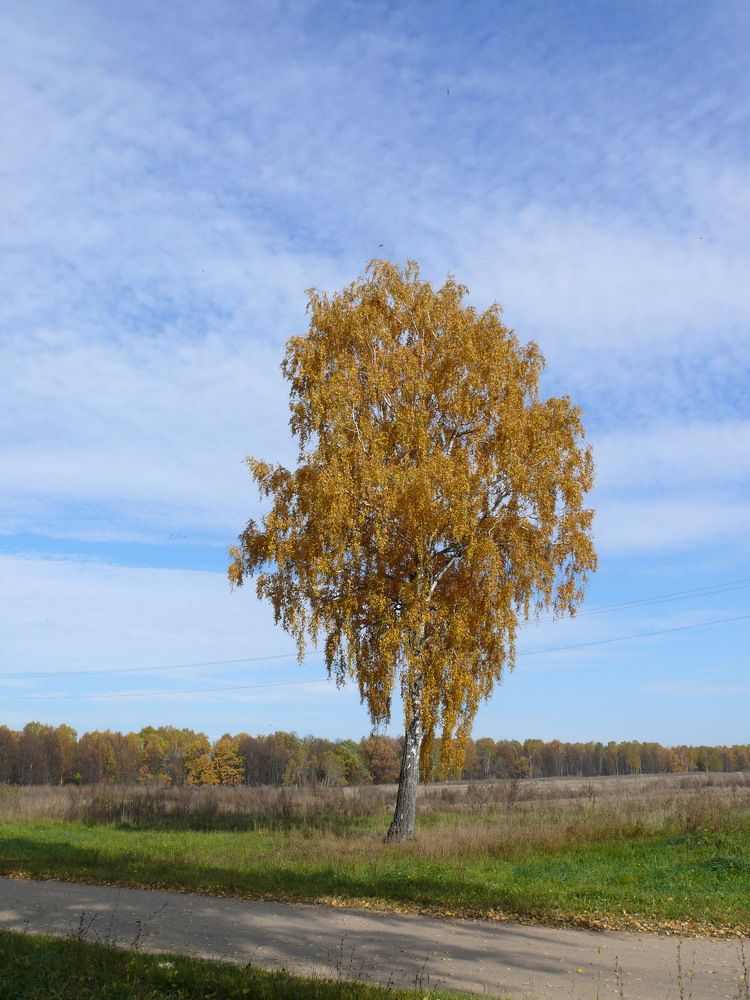Фотография автора Клавдия Васильева