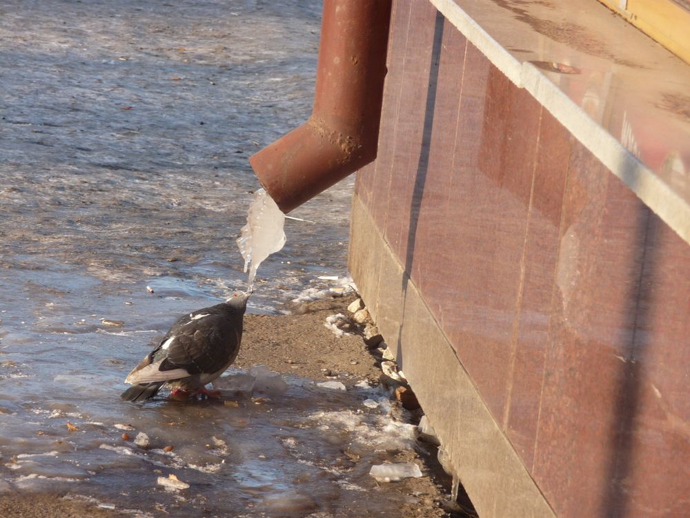 Фотография автора Клавдия Васильева