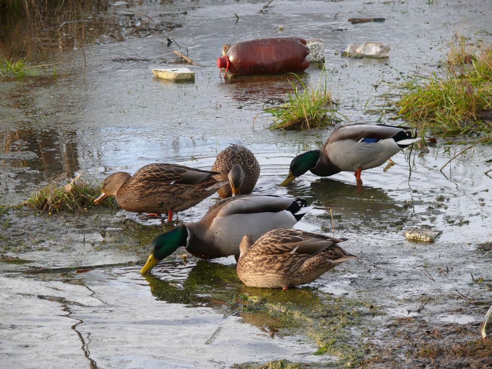 Фотография автора Клавдия Васильева