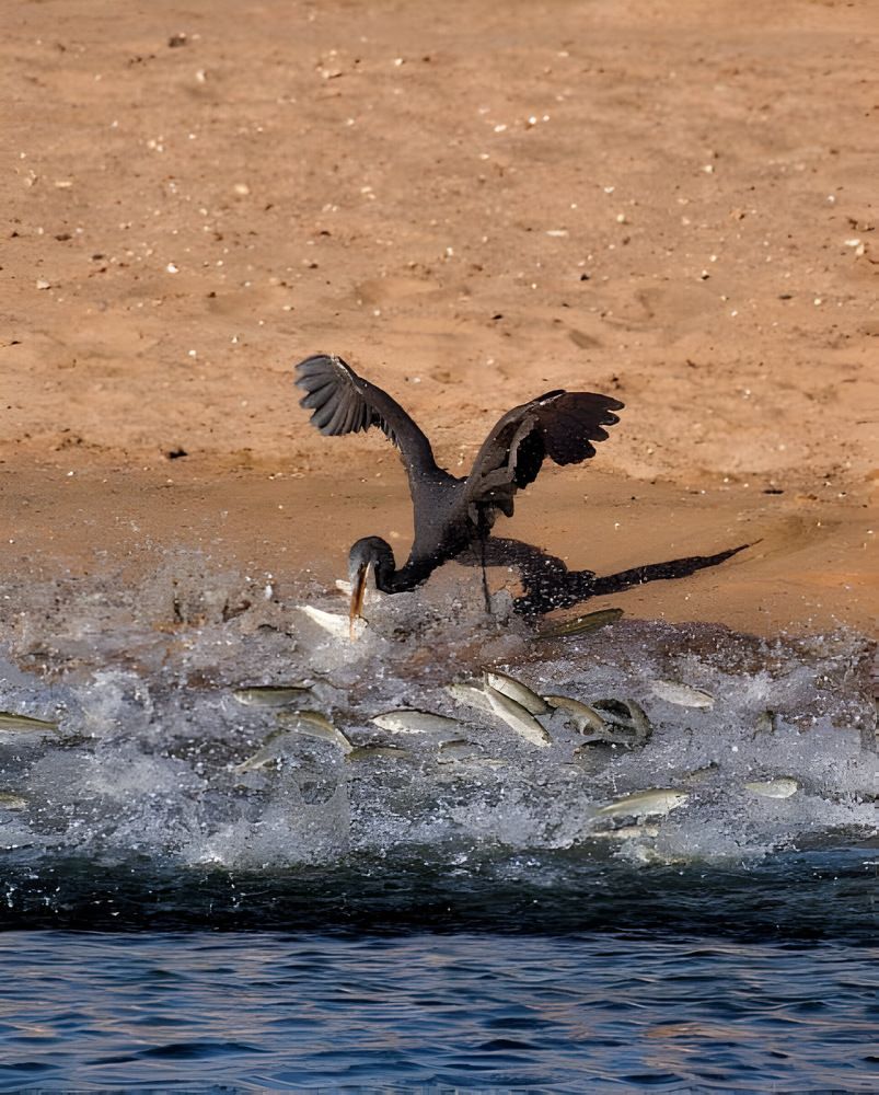 Photograph by Romanov Vyacheslav