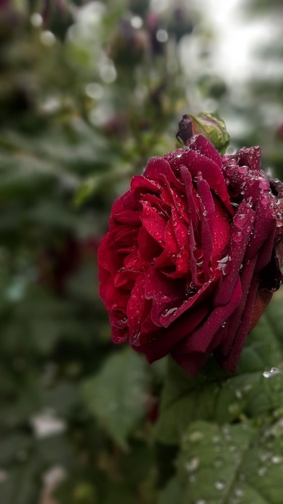 Photograph by Екатерина Абатурова