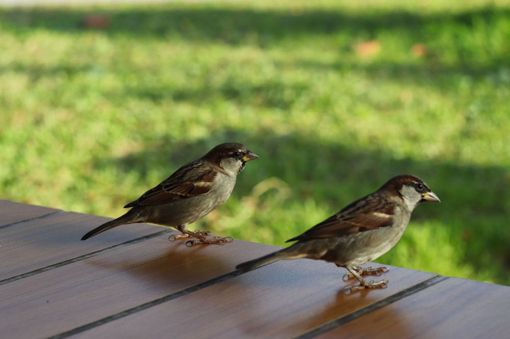 Photograph by Екатерина Нальгиева