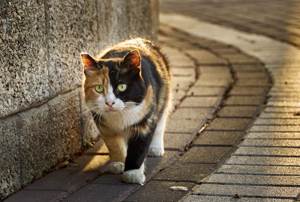 Photograph by Akexey Balen