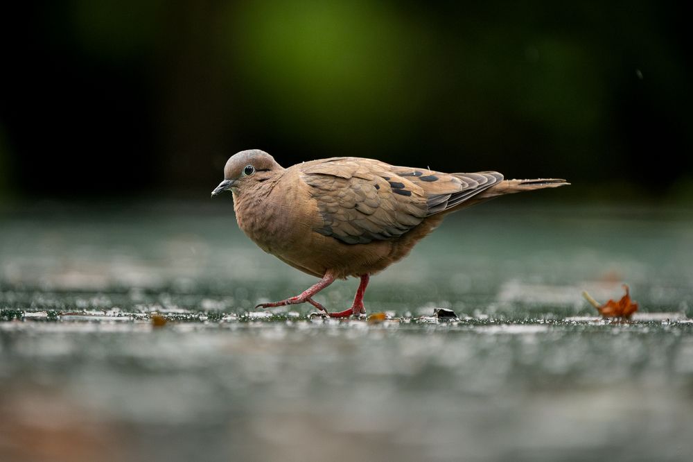 Photograph by María Paula Lozano