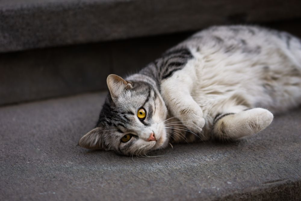 Photograph by TheVanya43