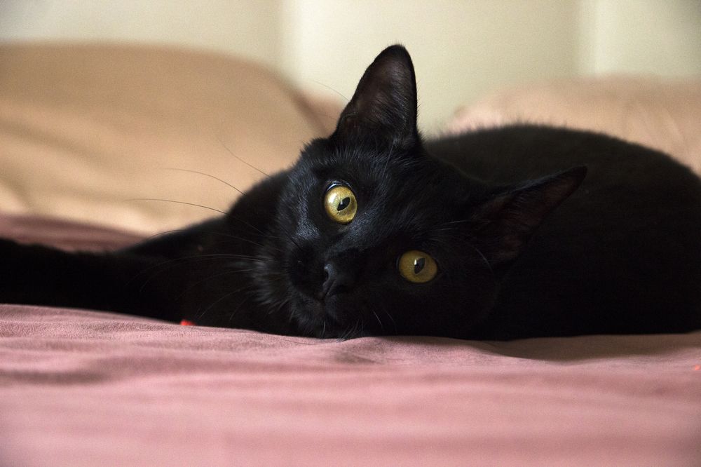 Фотография автора Sergei Schmidt