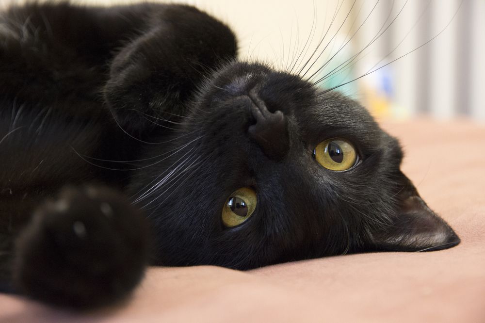 Фотография автора Sergei Schmidt