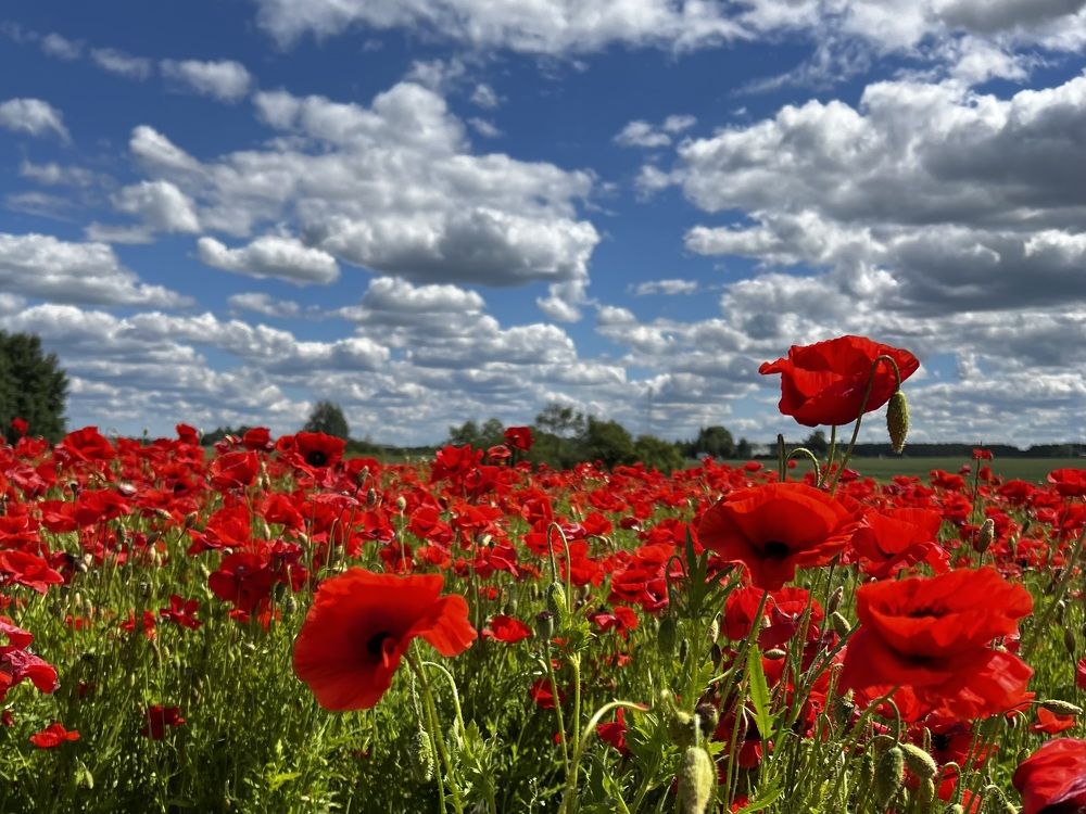 Photograph by Natalja Kimask