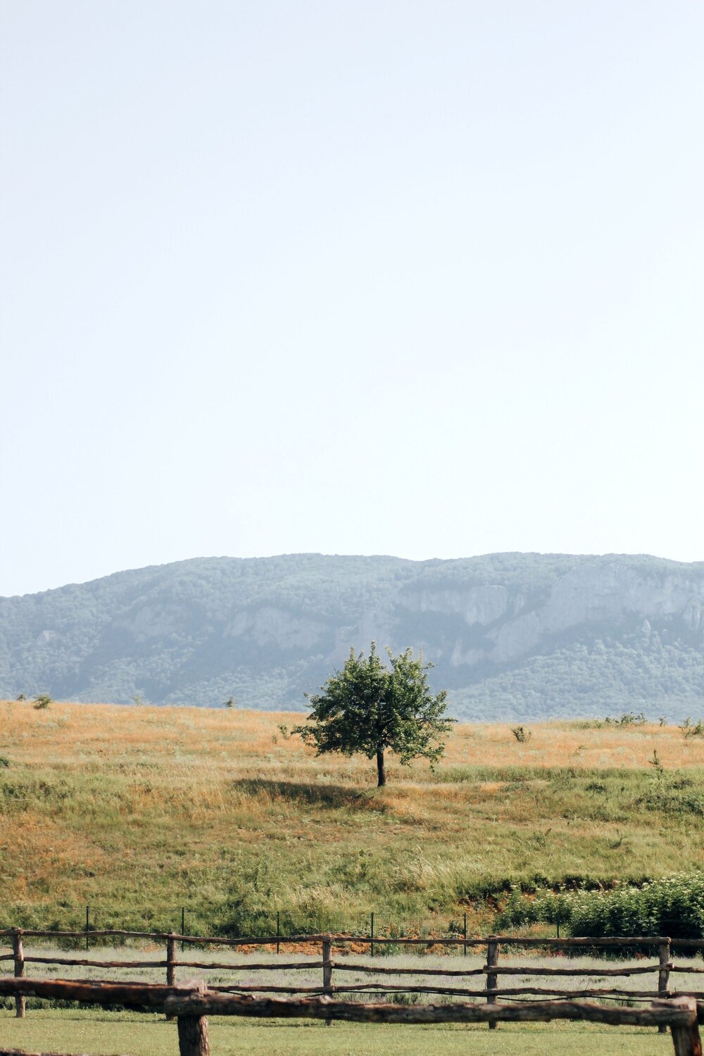 Photo #10774892