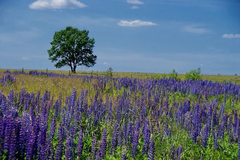 Люпиновый рай