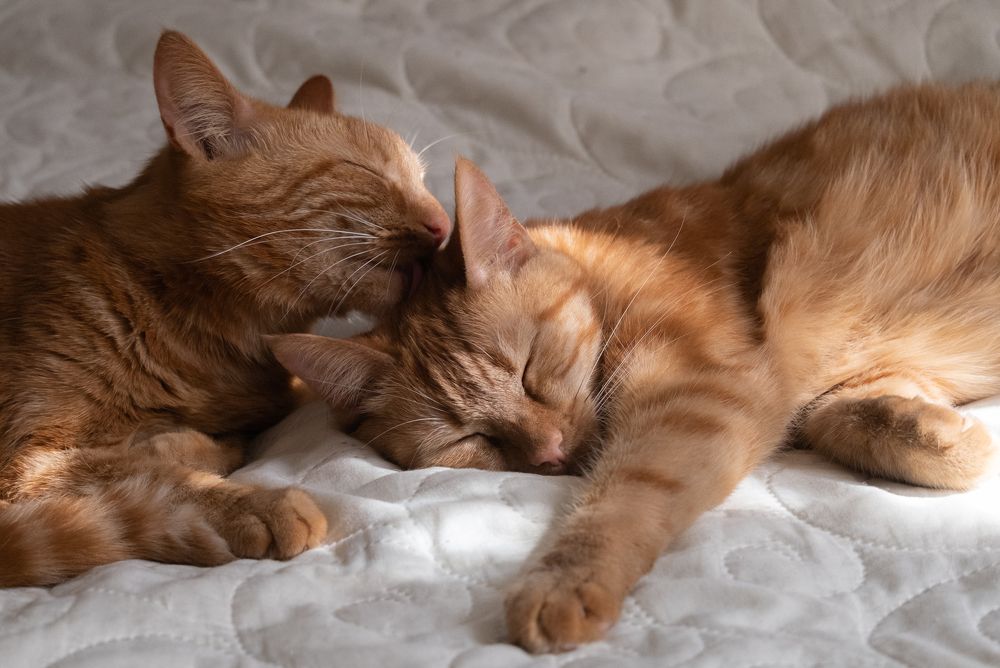 Photograph by Елена Акимова