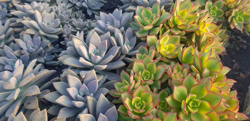 два вида суккулентов