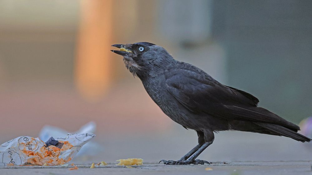 Photograph by Dimitar Nedelchev