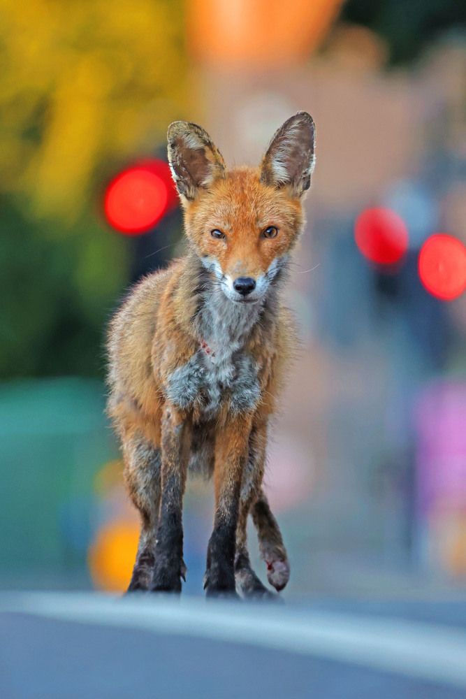 Photograph by Dimitar Nedelchev