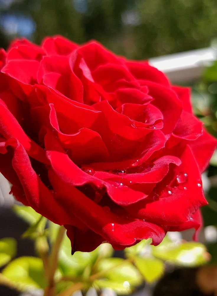 Photograph by Iris de Vos