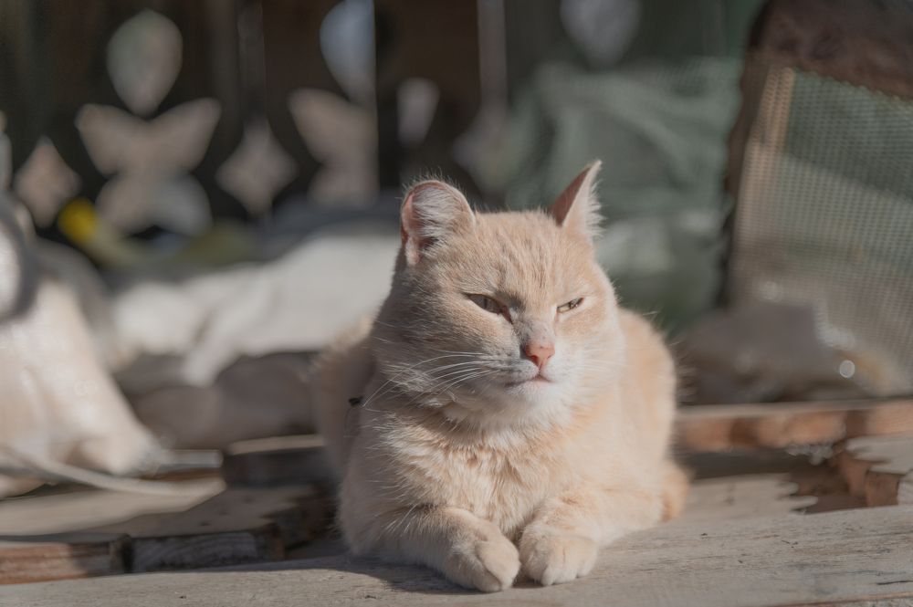 Photograph by Галина Патрушева