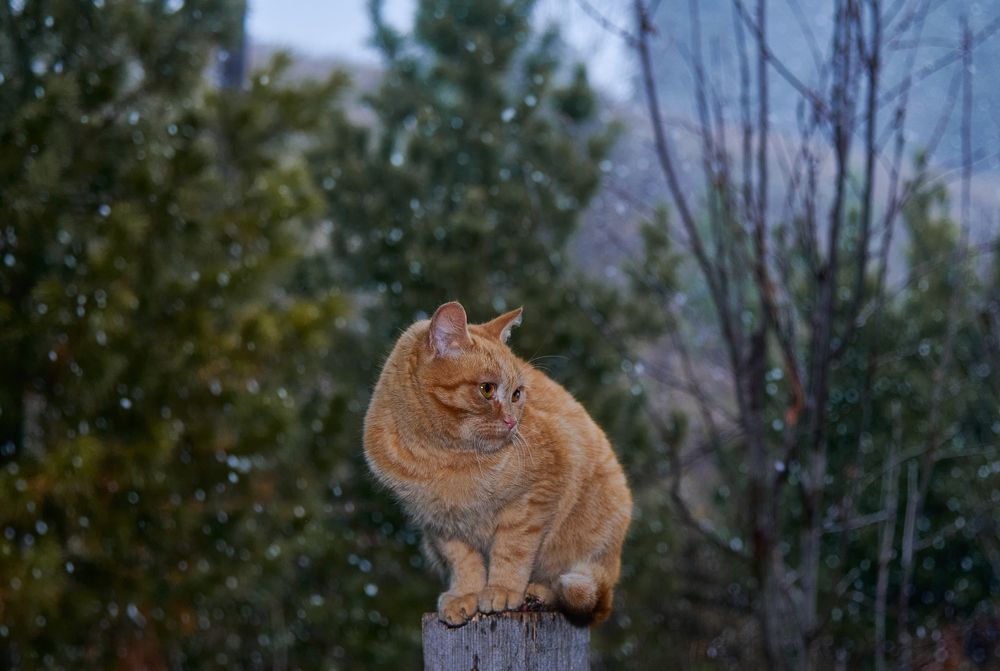 Photograph by Галина Патрушева