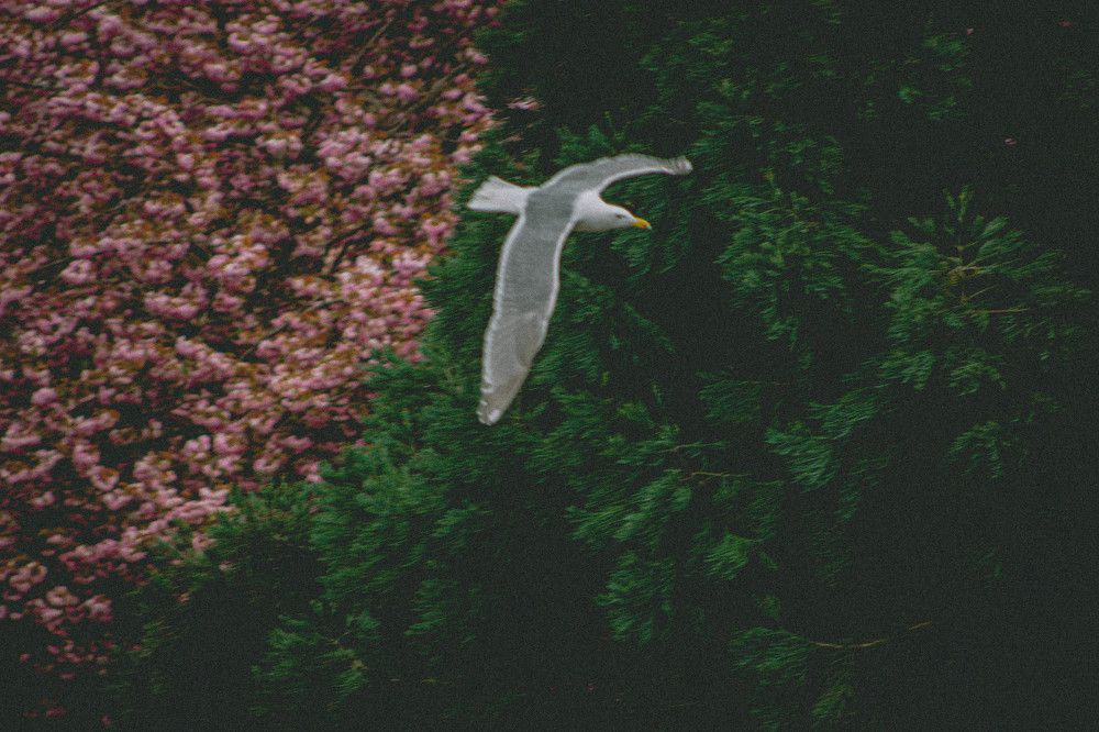 The beauty of Seagull