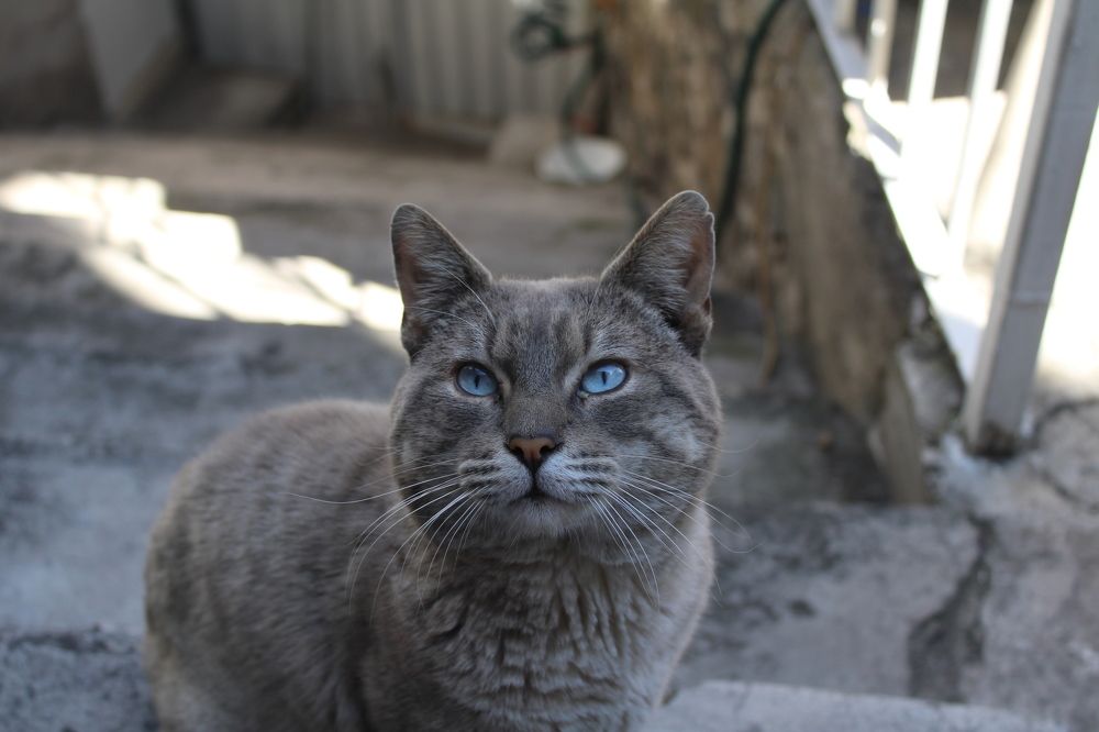 Zeus, el gato parrandero