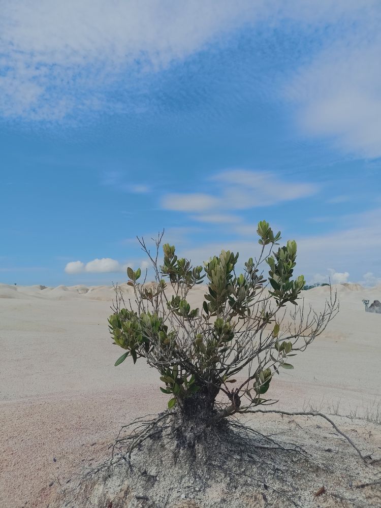 Photograph by Irfan Nuryadin