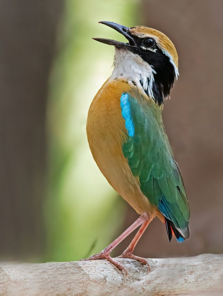 Photograph by Yogesh Deshpande