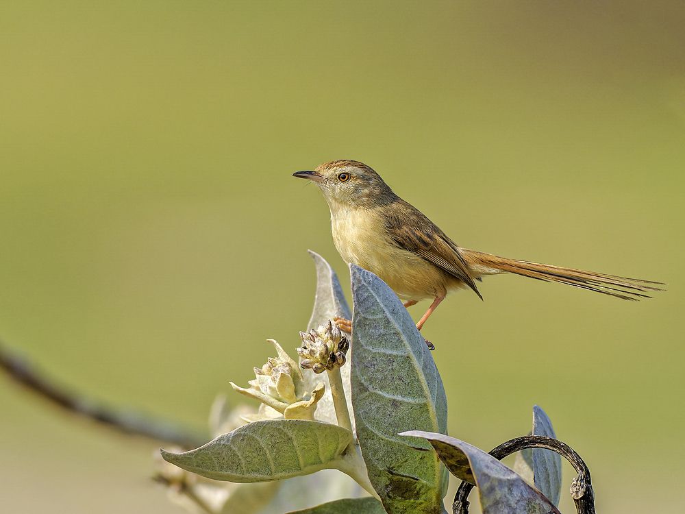 plain prinia
