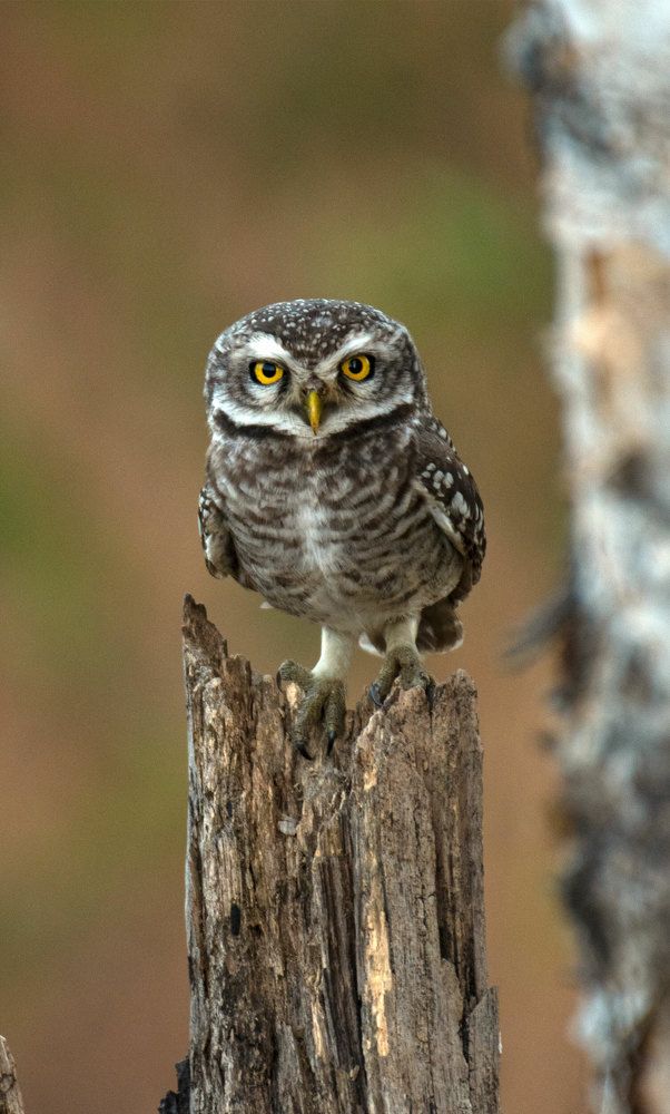 Photograph by Yogesh Deshpande