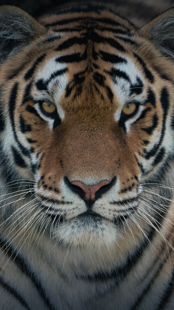 Photograph by Данил Шауба