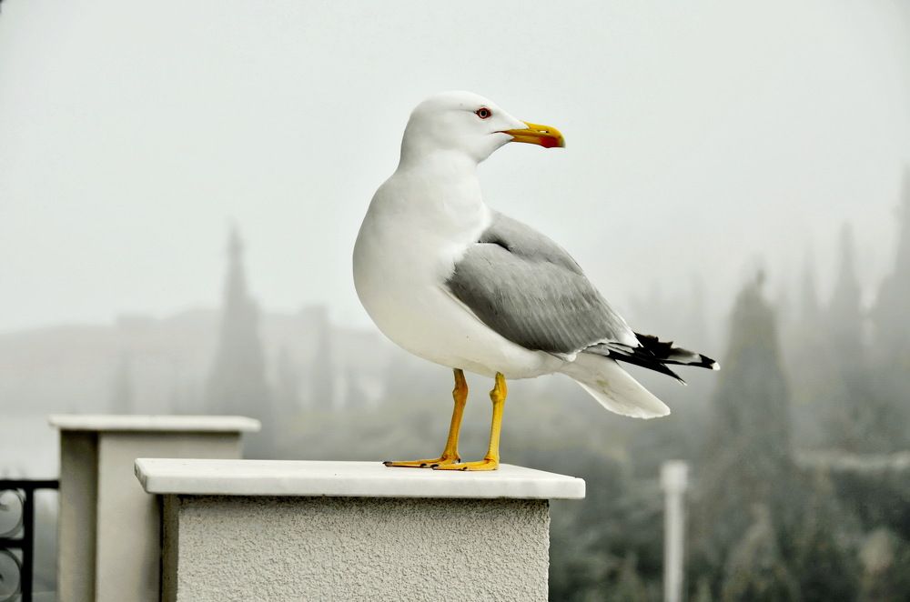 Photograph by Лидия Ушакова