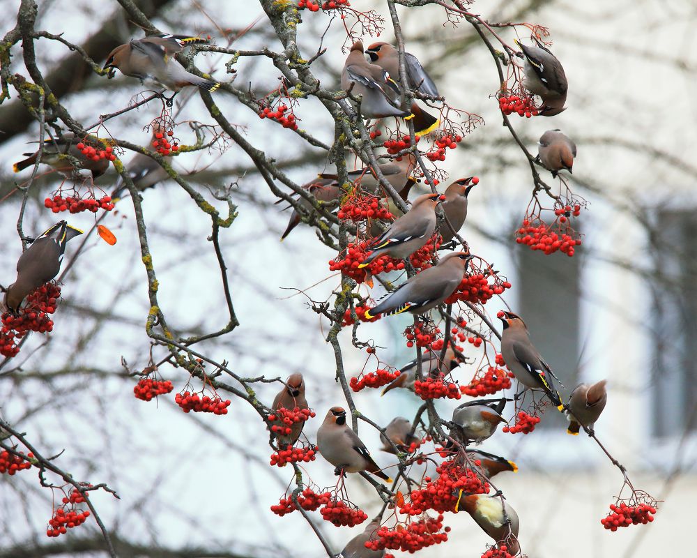 Photograph by Николай Протасеня