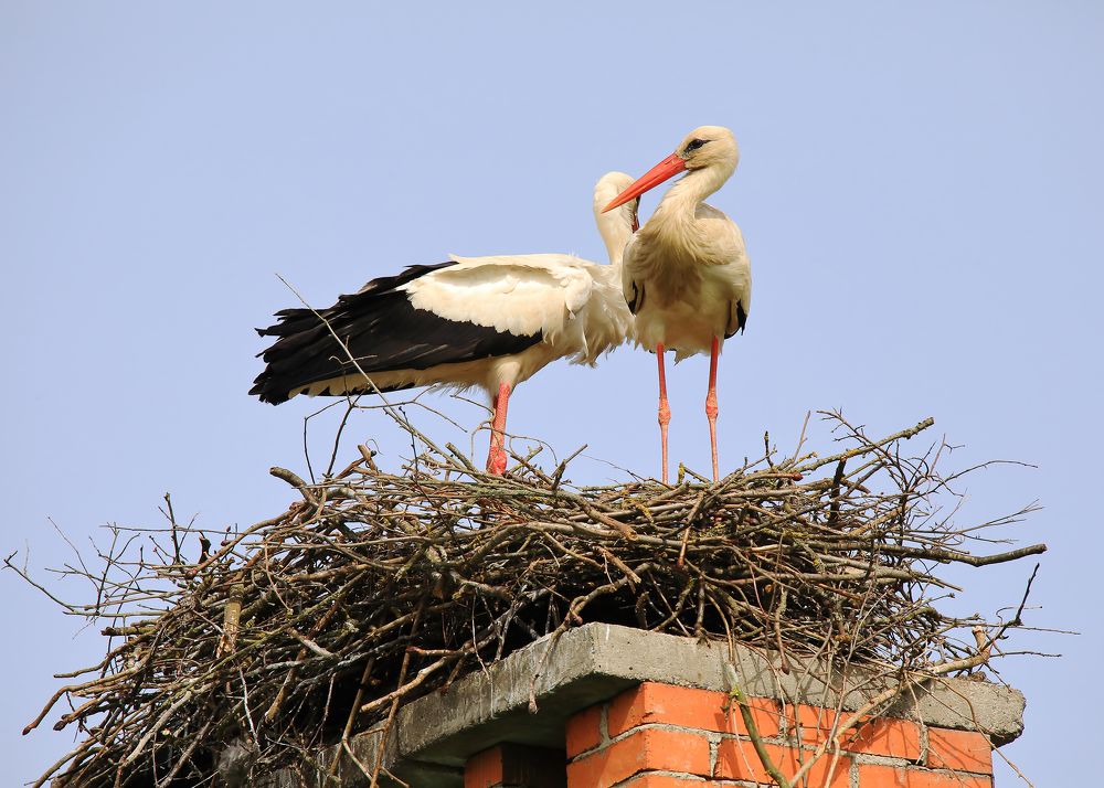 Photograph by Николай Протасеня