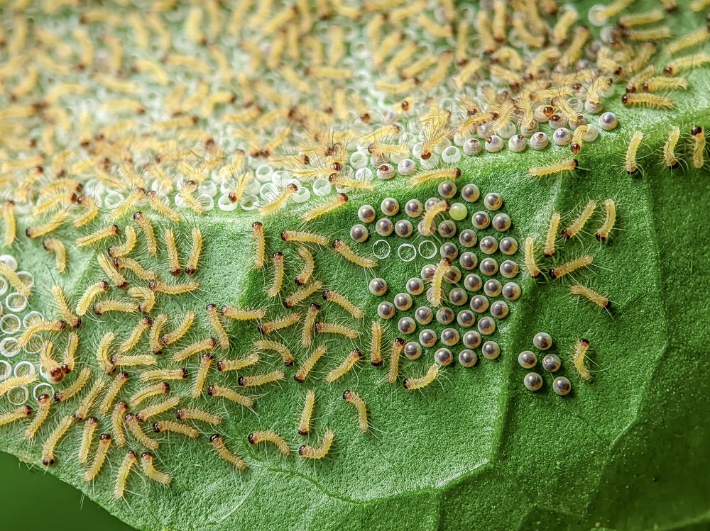 Photograph by Md Mofizul Islam