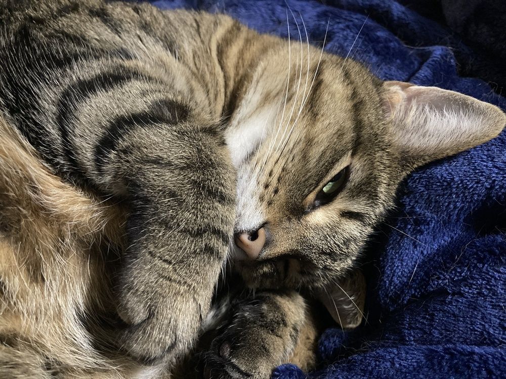 Sshhh! I’m Sleeping!