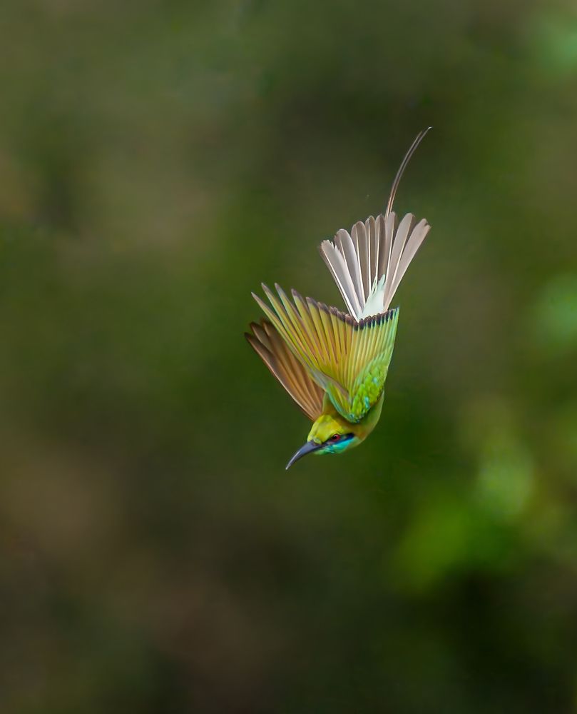 Asian green bee eater