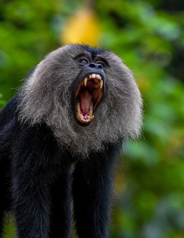 Lion tailed macaque