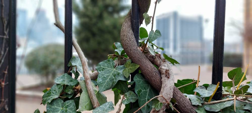 Urban nature intertwined