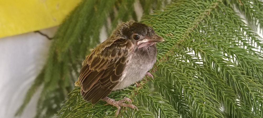Sparrow