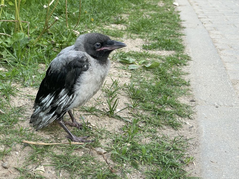 Photograph by Ирина Соловейченко
