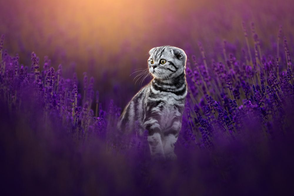 Photograph by Veronika Blažeková