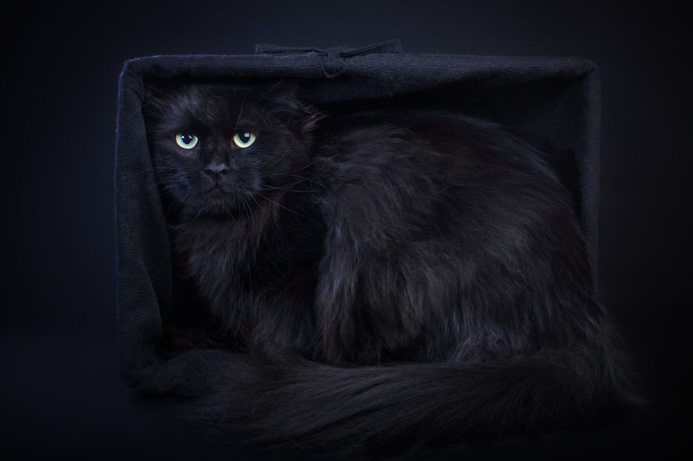 Kotevich square. Simuran Onix, siberian cat