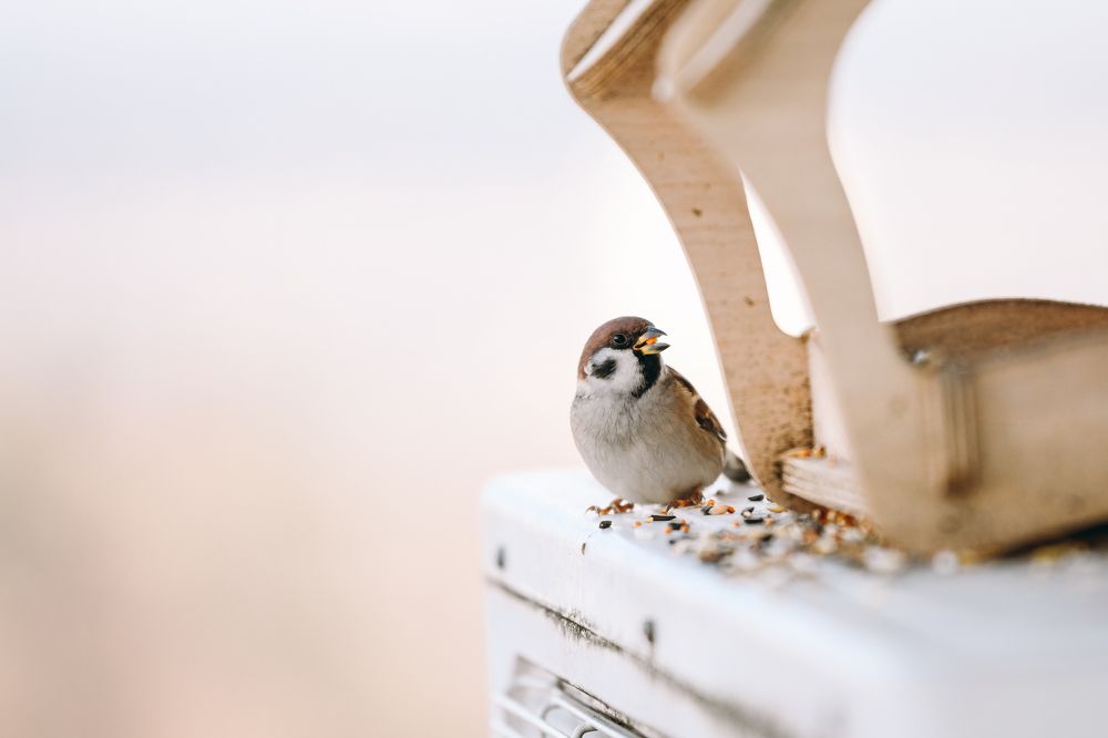 Фотография автора Алена Ковалёва