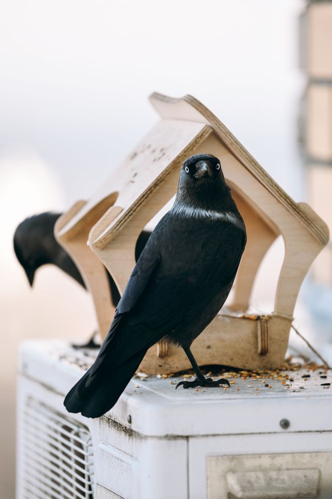 Фотография автора Алена Ковалёва